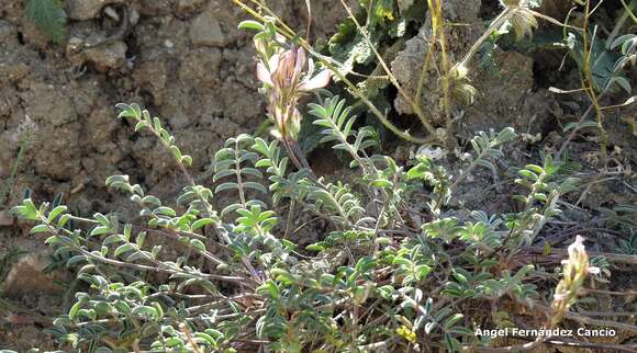 Image of Onobrychis humilis (Loefl.) G. Lopez