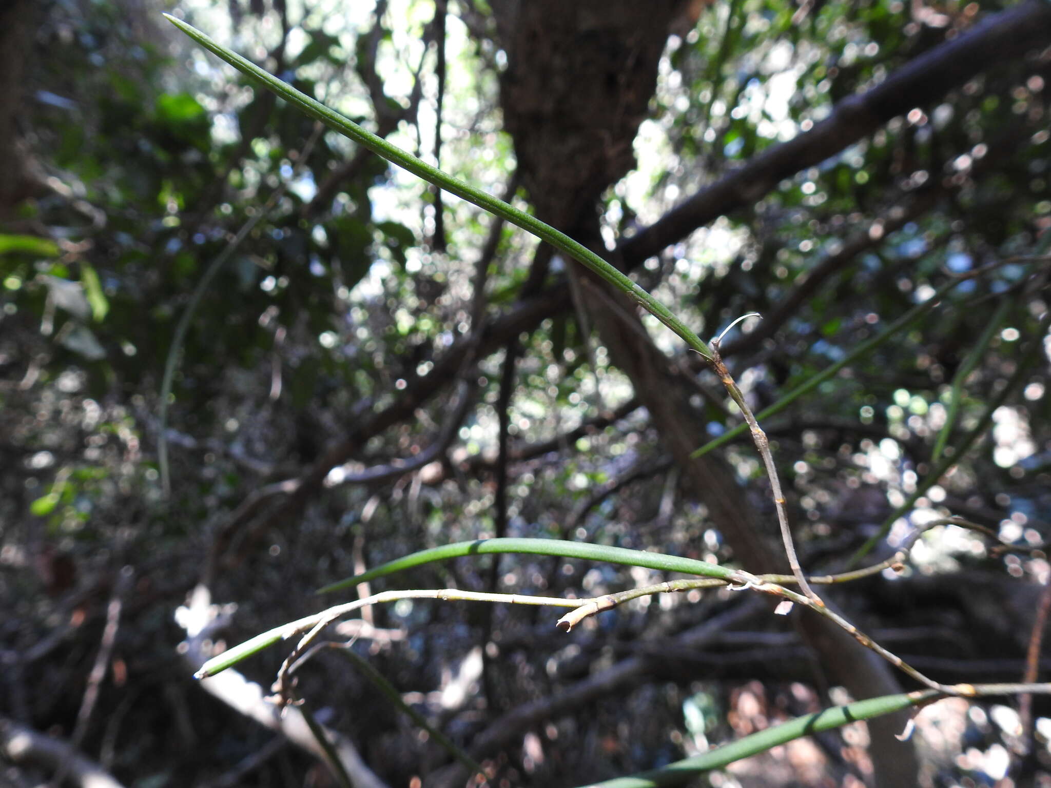 Image of Straggly pencil orchid