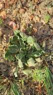 Image of Pelargonium auritum subsp. auritum