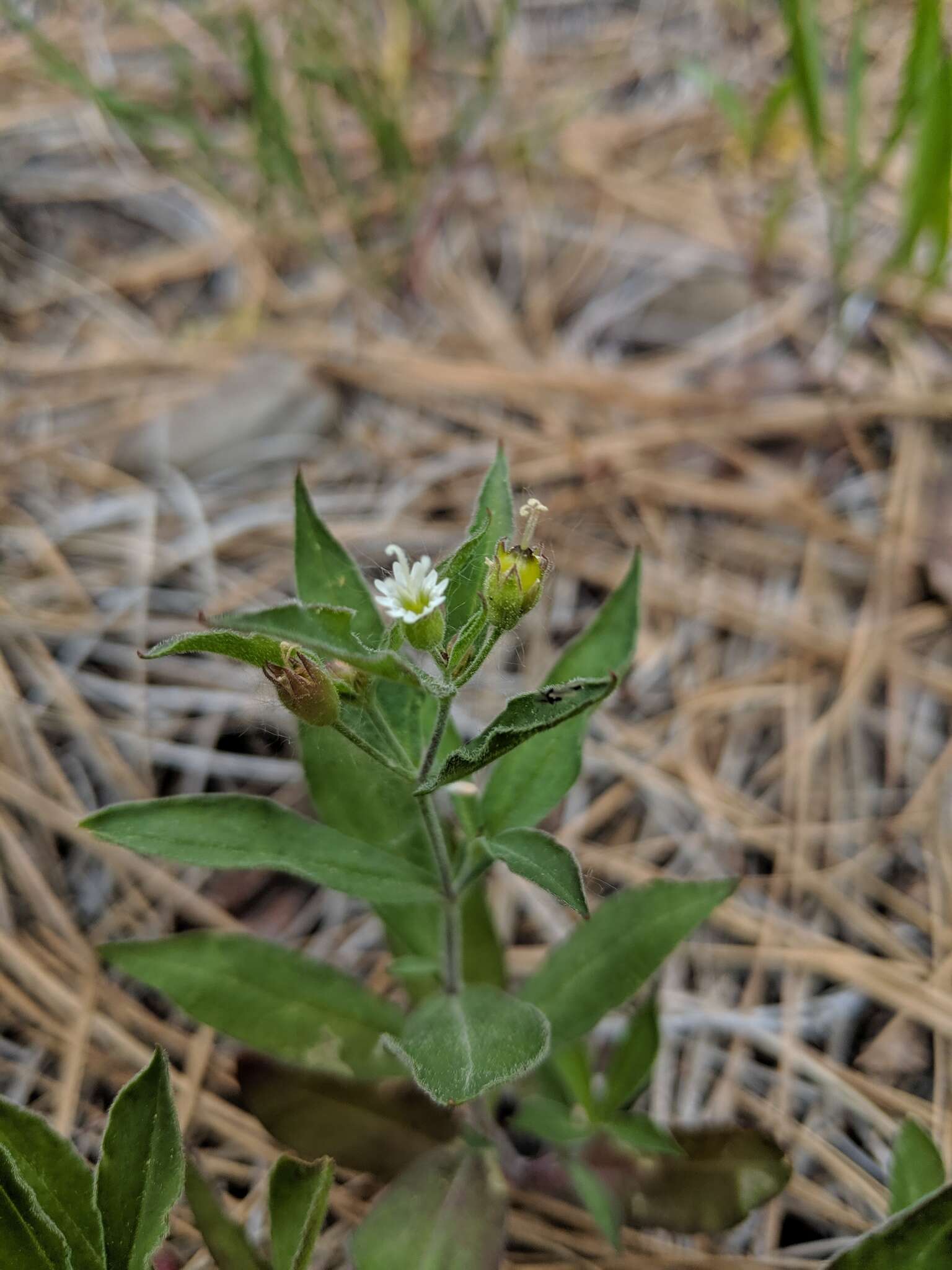 Image of Menzies' campion