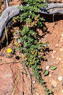 Image of Pine Hill buckbrush