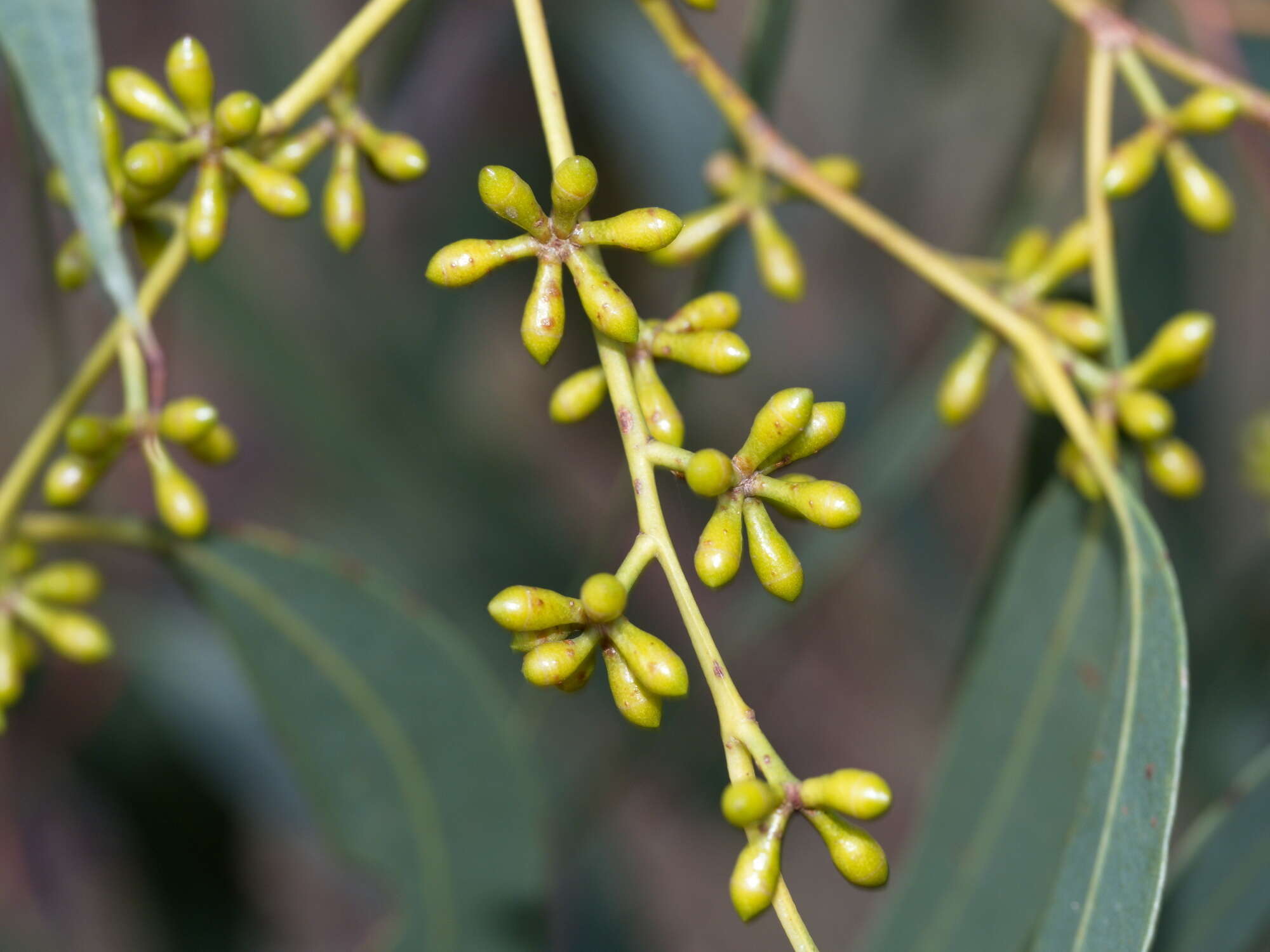 Image of Eucalyptus aromaphloia Pryor & J. H. Willis