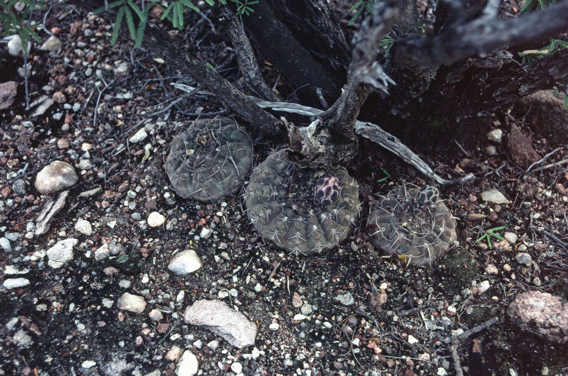 Image of Gymnocalycium bodenbenderianum A. Berger