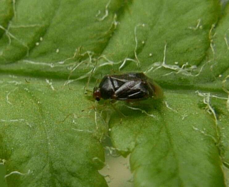 Image of Monalocoris filicis (Linnaeus 1758)