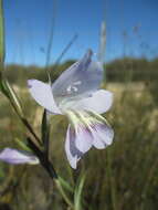 Image of Blue Afrikaner