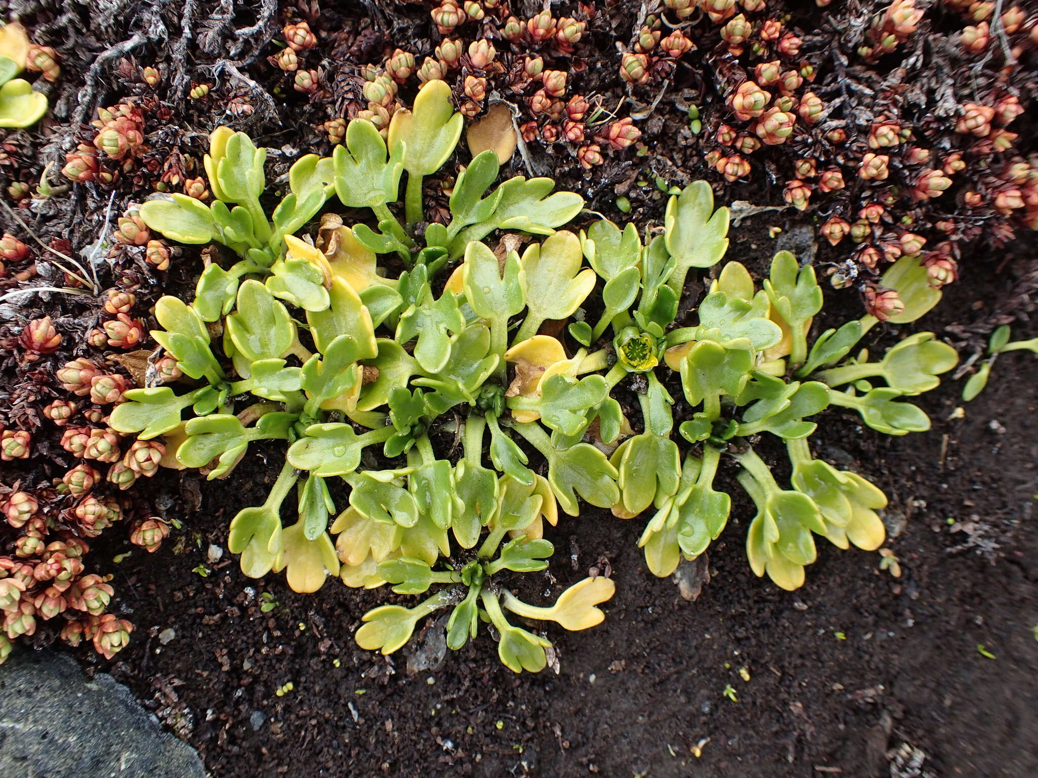 Image of Ranunculus pseudotrullifolius Skottsberg