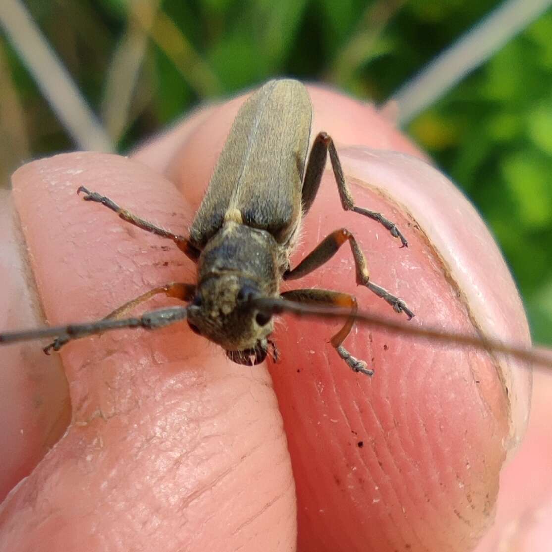 Слика од Phytoecia geniculata Mulsant 1862