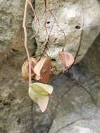 Image of Begonia goudotii A. DC.