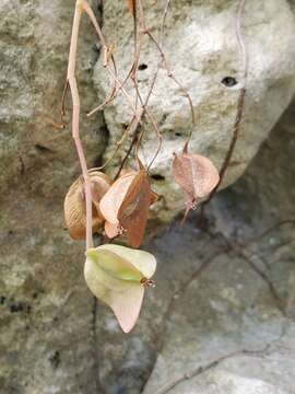 Image of Begonia goudotii A. DC.