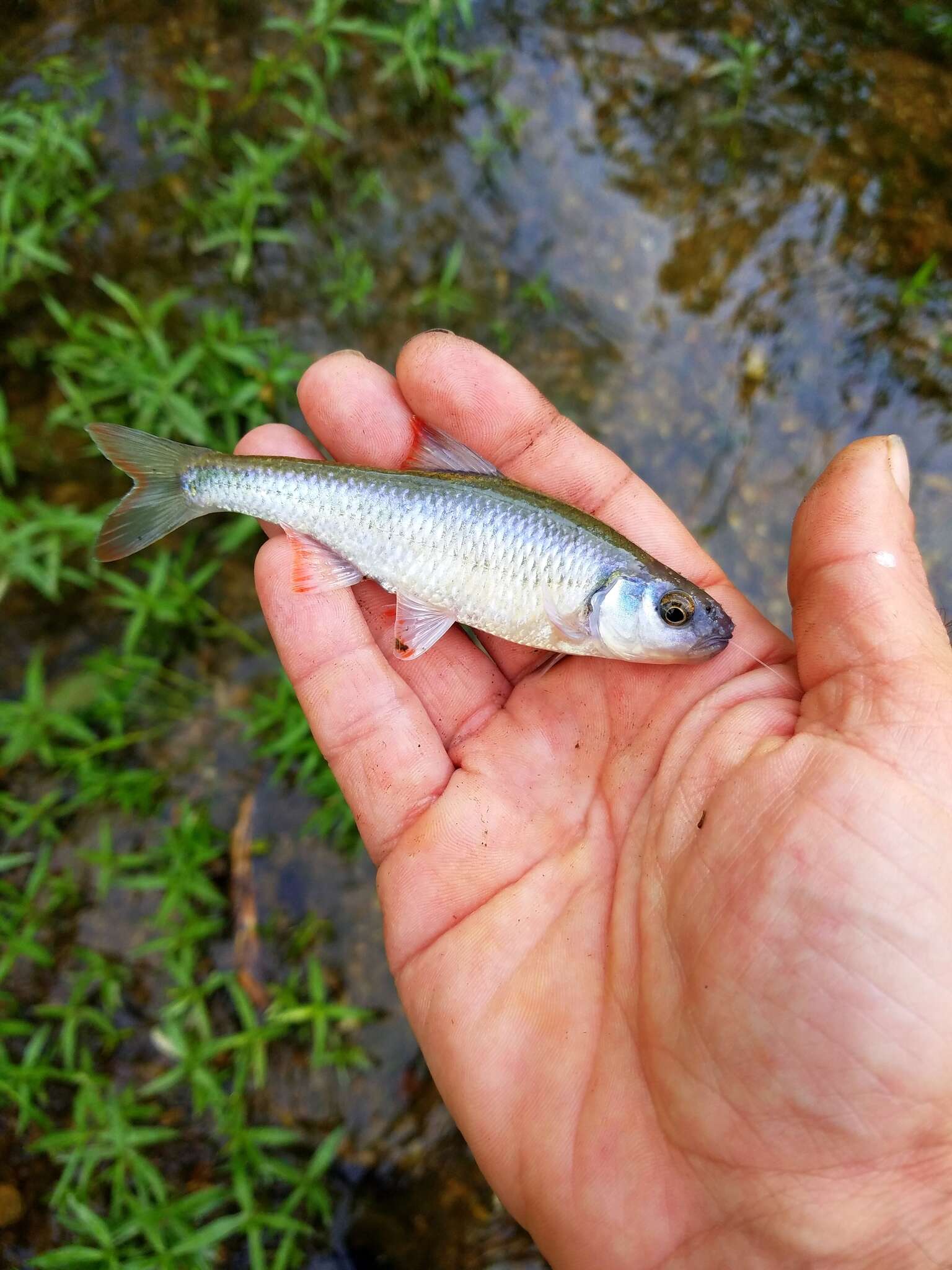 Image of White shiner