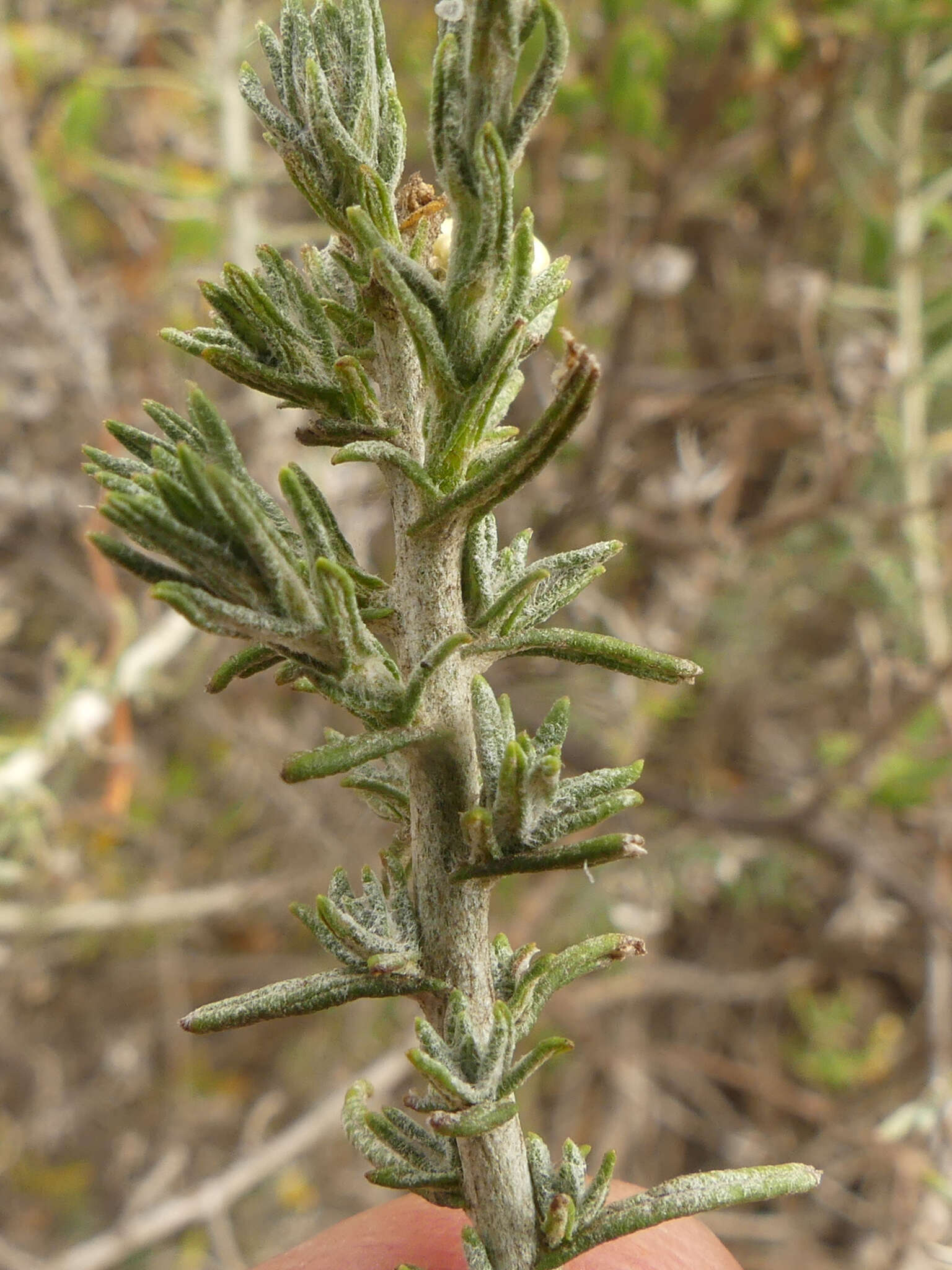 Image de Helichrysum plebeium DC.