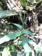 Image of Habenaria polytricha Rolfe