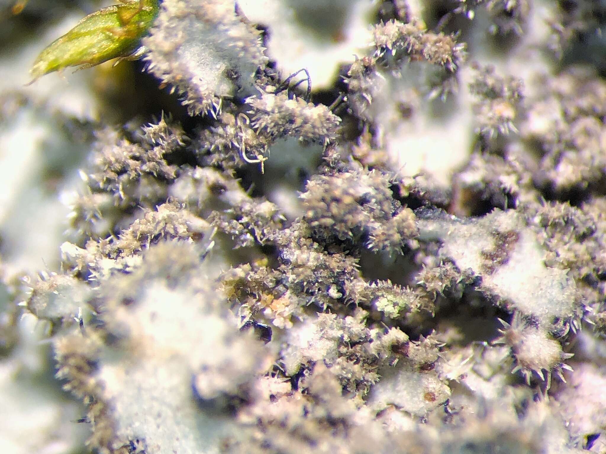 Image of Kihlman's wreath lichen