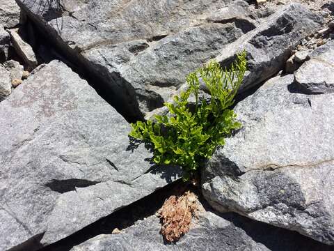 Sivun Cryptogramma cascadensis E. R. Alverson kuva