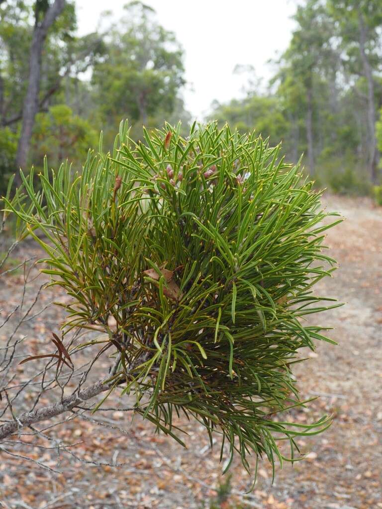 Image of Hakea corymbosa R. Br.