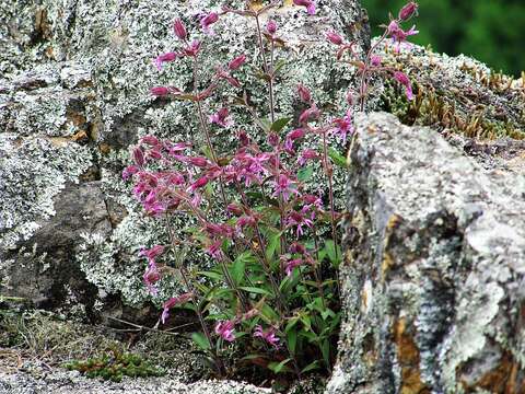 Image of Silene olgae (Maxim.) Rohrb.