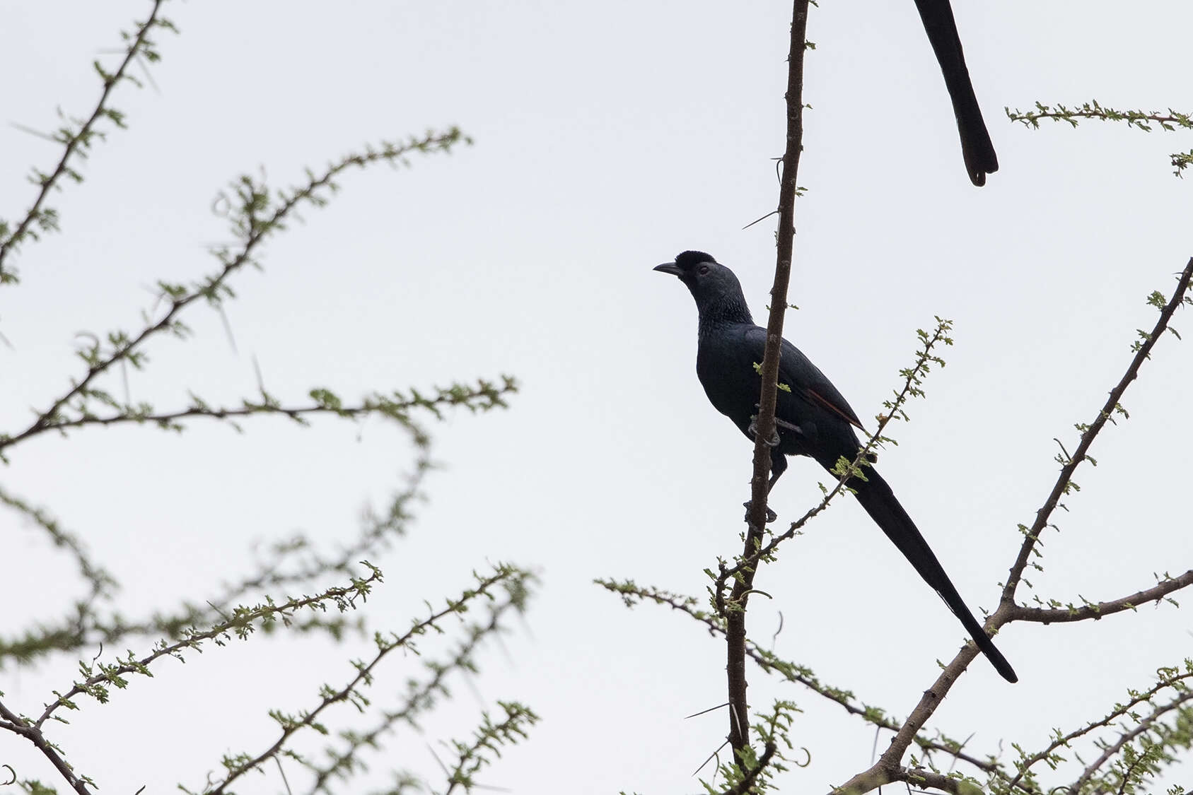 Image of Bristle-crowned Starling