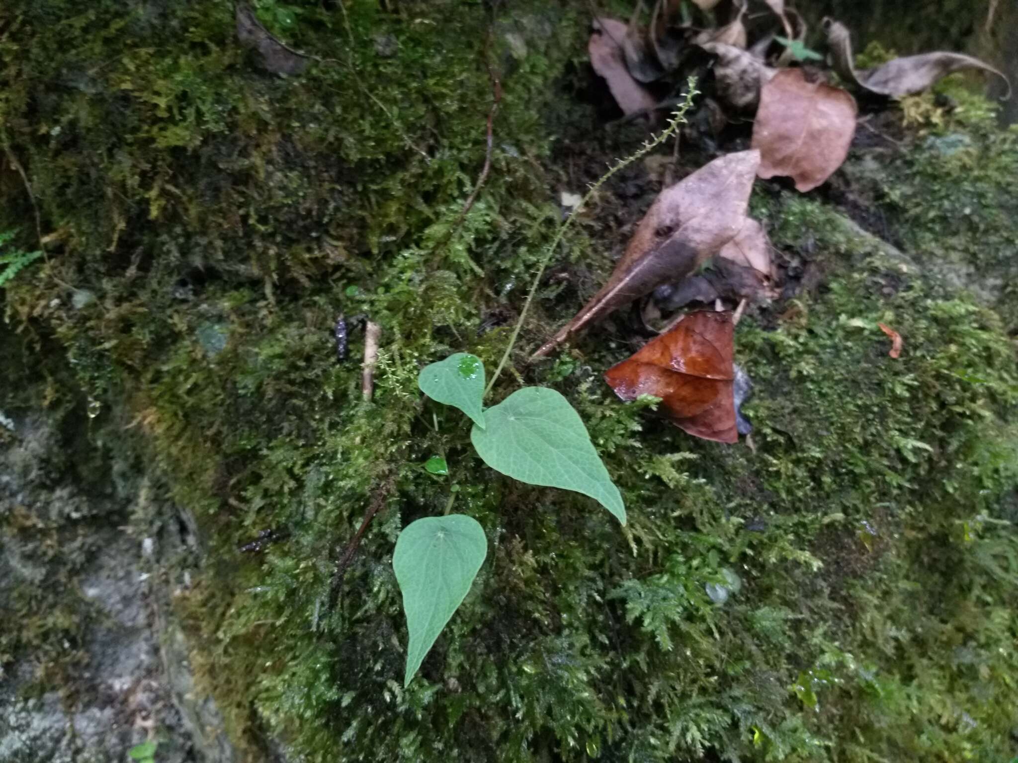 صورة Peperomia pedicellata Dahlst.