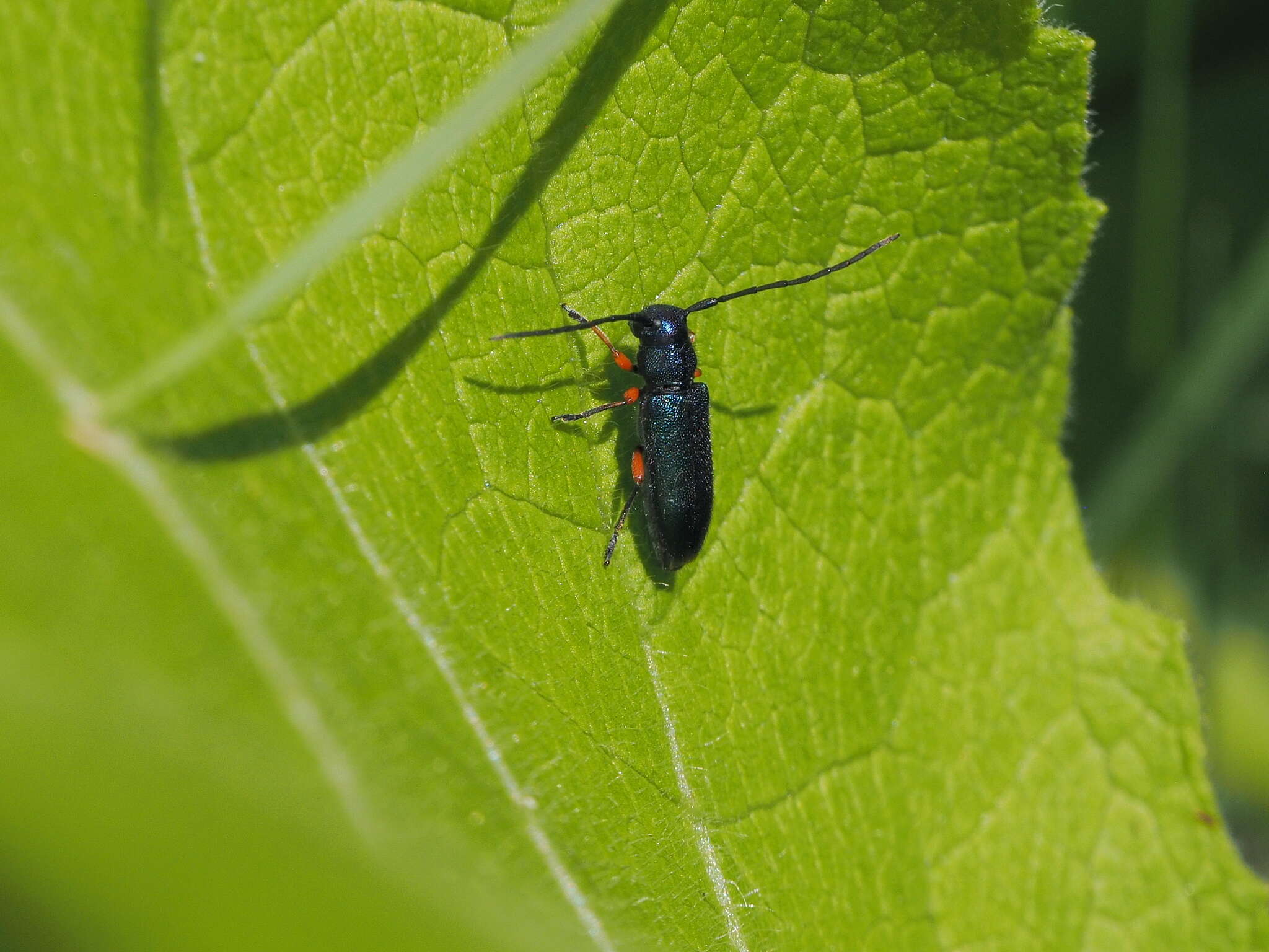 Image of Phytoecia (Helladia) millefolii (Adams 1817)