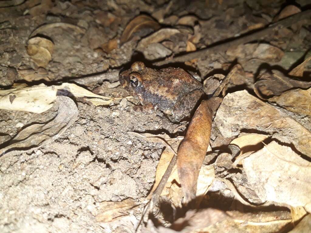 Image of Marbled Sand Frog