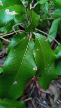 Image of Lepisanthes perrieri (Choux) Buerki, Callm. & Lowry