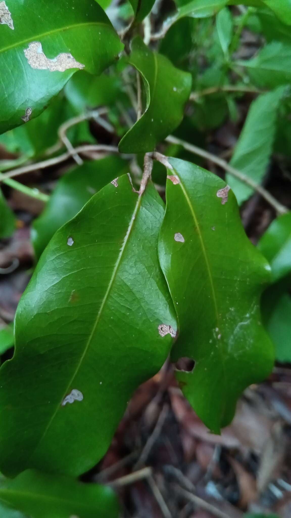 Imagem de Lepisanthes perrieri (Choux) Buerki, Callm. & Lowry