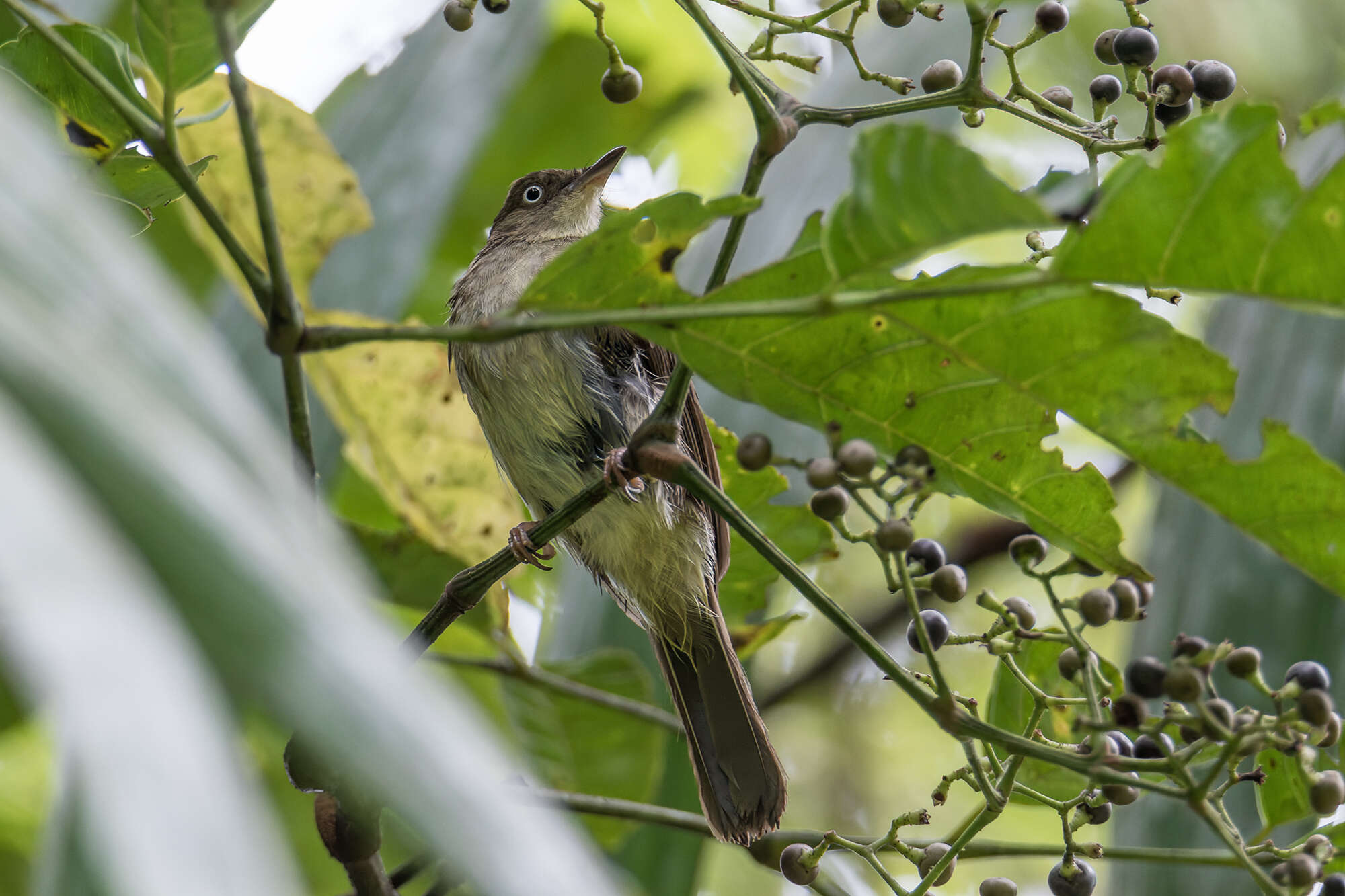 Image of Pycnonotus simplex simplex Lesson & R 1839