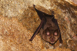 Image of Greater Horseshoe Bat