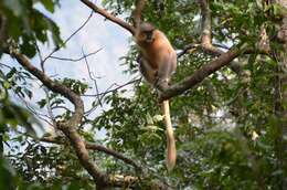 Image of Gee's Golden Langur