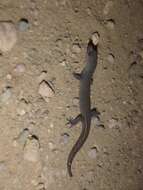 Image of Meridian Gecko