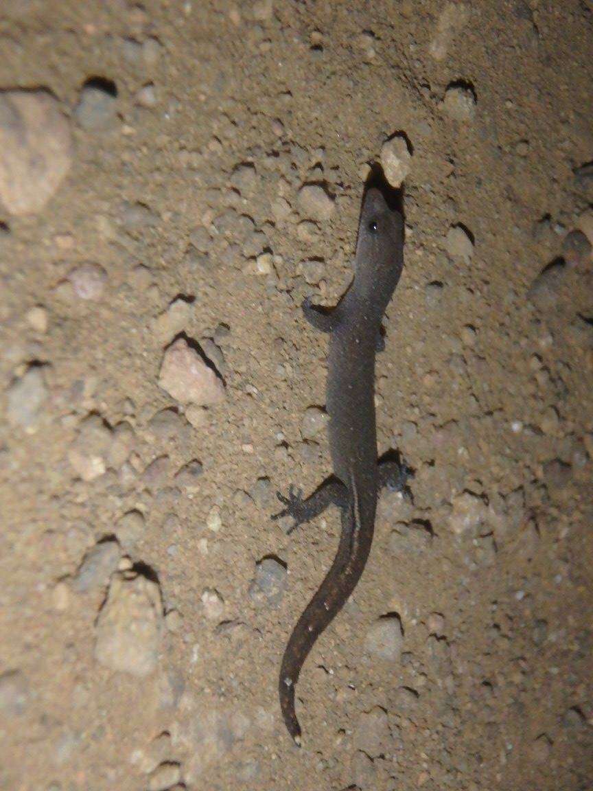 Image of Meridian Gecko