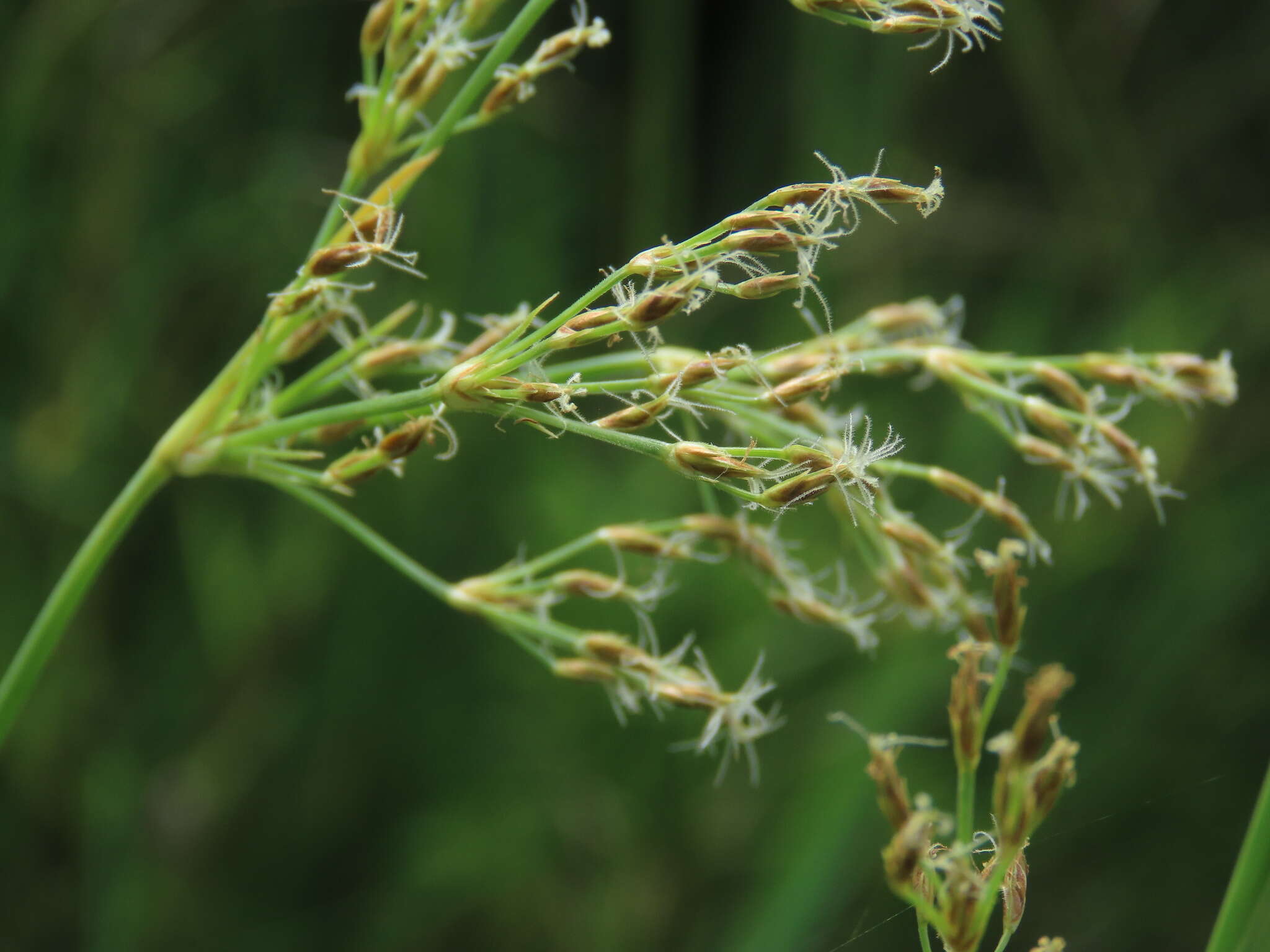 Image de Fimbristylis complanata (Retz.) Link