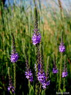 Image de Verbena stricta Vent.