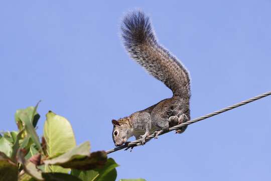 Image of Collie's Squirrel