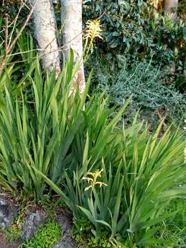 Image of African cornflag