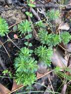 Image of Stylidium acuminatum subsp. meridionalis Wege