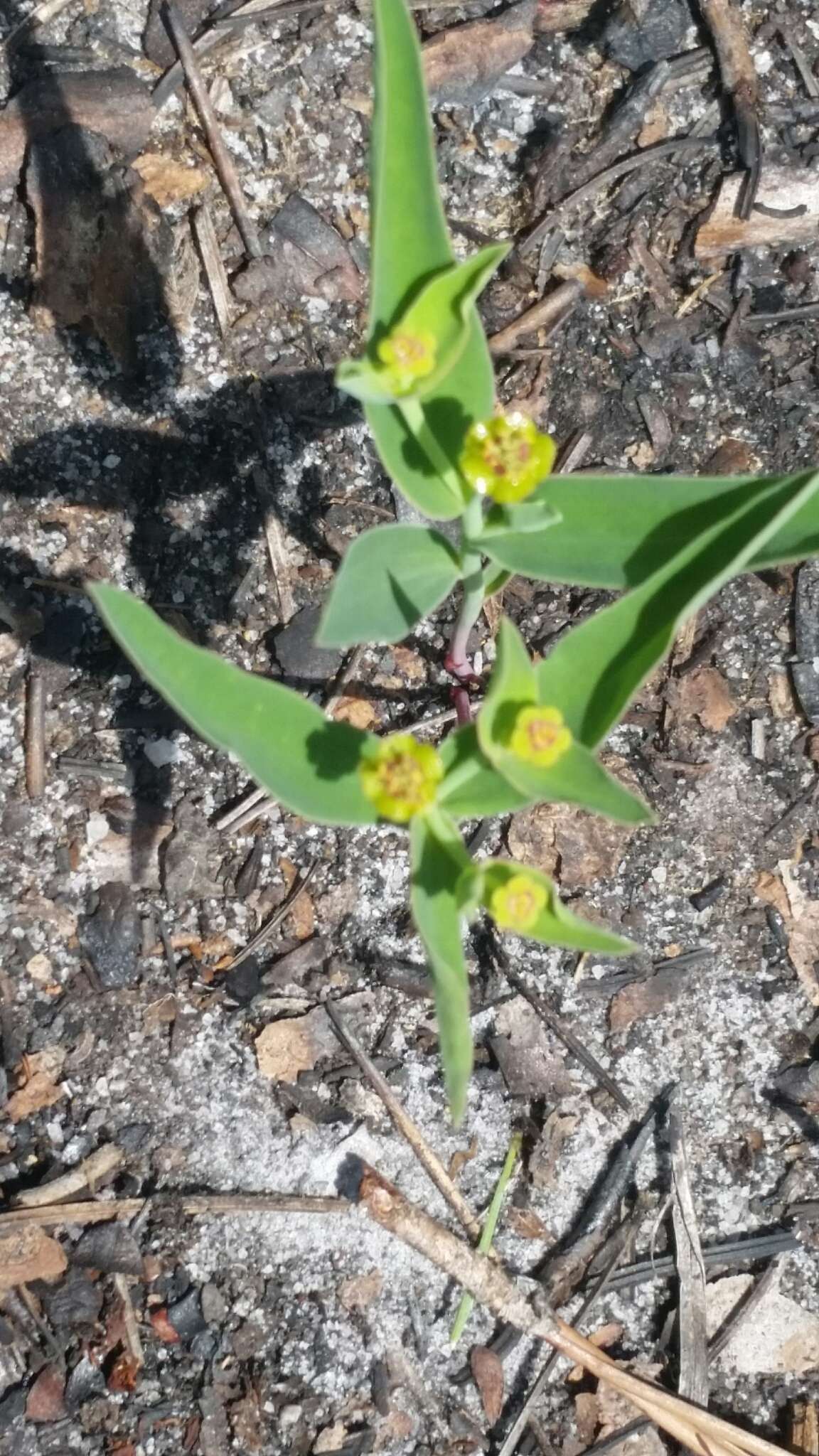 Euphorbia inundata var. inundata resmi