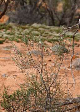 صورة Eremophila oppositifolia R. Br.