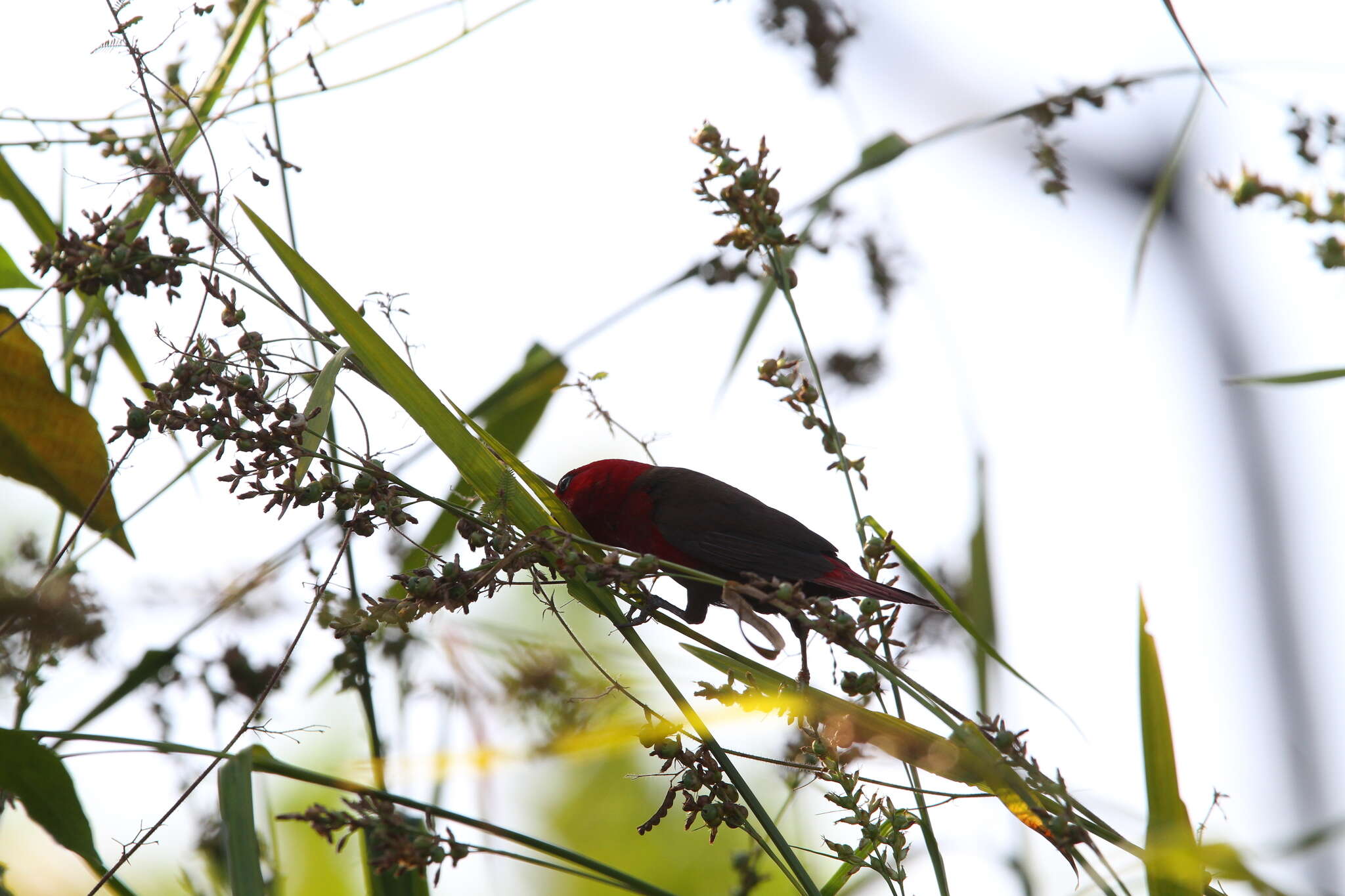 Image of Crimson Seedcracker