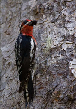 Слика од Sphyrapicus ruber daggetti Grinnell 1901