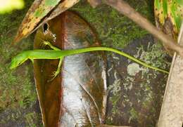 Image of Sakishima grass lizard