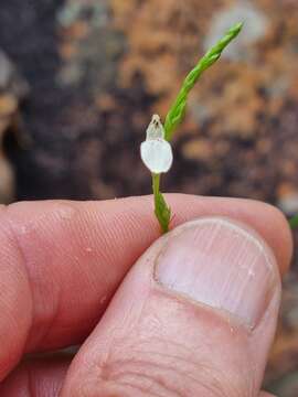 Image of Justicia minima A. Meeuse