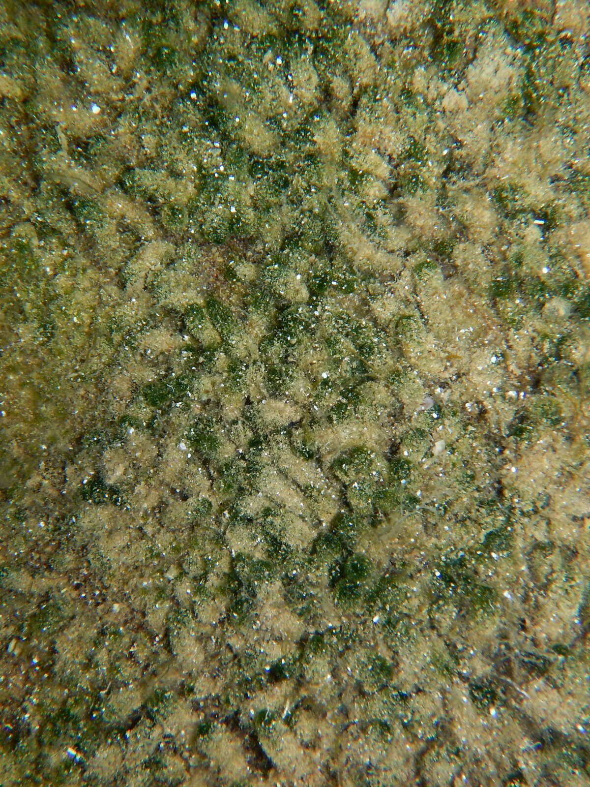 Image of Dasycladus vermicularis