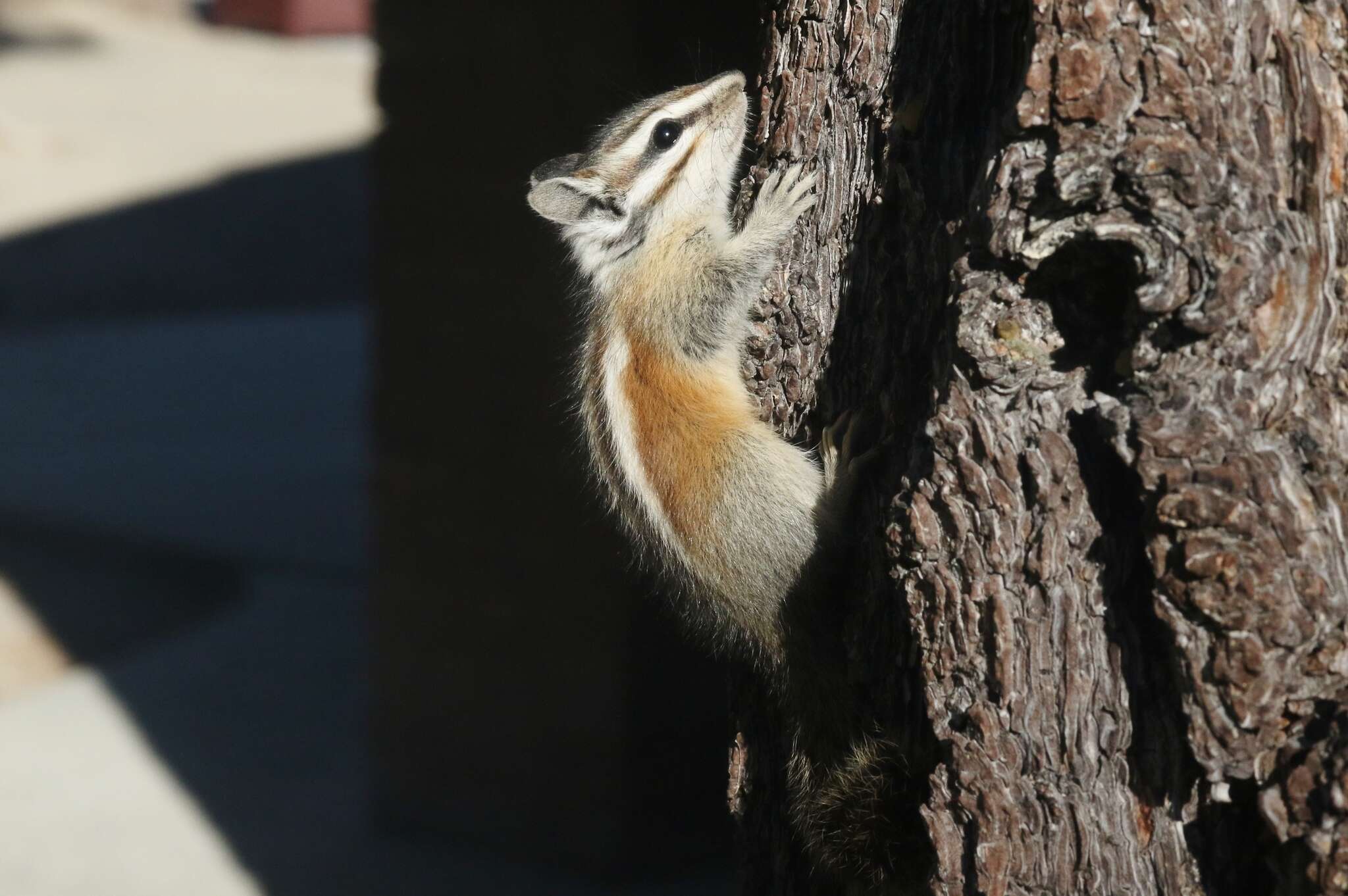 Image of lodgepole chipmunk