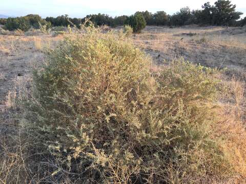 Atriplex canescens var. gigantea S. L. Welsh & Stutz的圖片