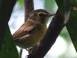 Image of Stub-tailed Spadebill