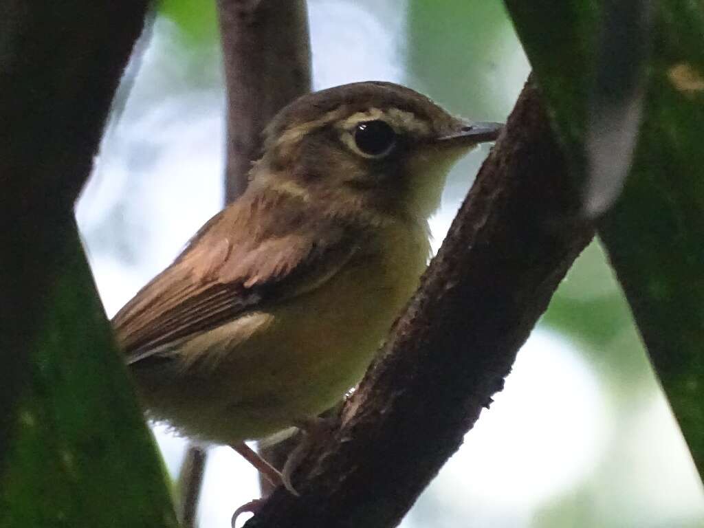 Image of Stub-tailed Spadebill