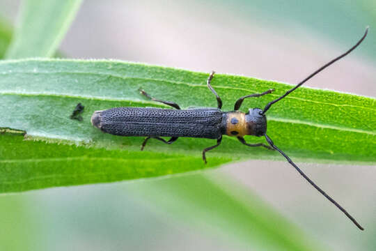 Image of Raspberry Cane Borer