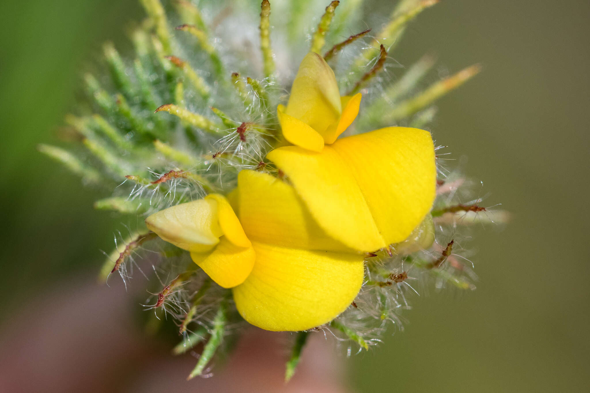 Image of Aspalathus araneosa L.