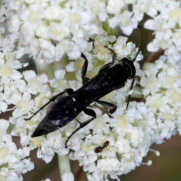 صورة Aporus unicolor Spinola 1808